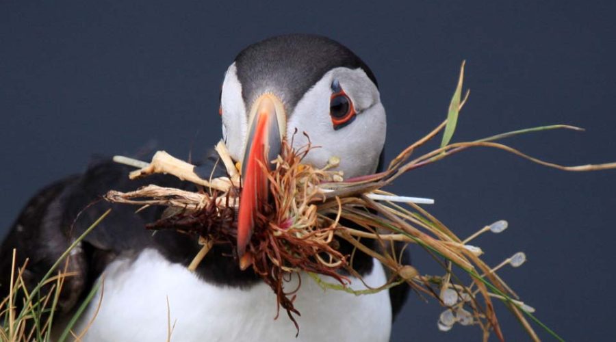 Handa Island, Puffin