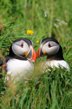 Puffins