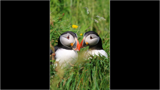 Puffins