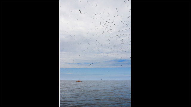 Ailsa Craig's Gannets Sea Kayak Ailsa Craig Gannets