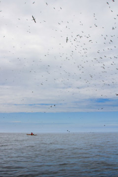 Ailsa Craig's Gannets Sea Kayak Ailsa Craig Gannets