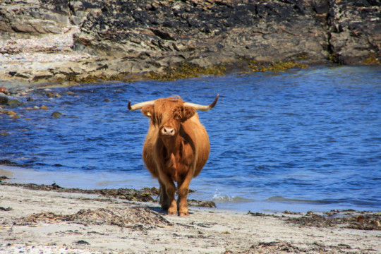Highland Cow, Rhinns of Islay Rhinns of Islay Highland Cow
