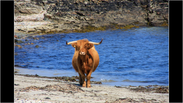Highland Cow, Rhinns of Islay Rhinns of Islay Highland Cow
