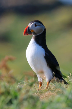 Puffin on Lunga, Treshnish Isles Sea Kayak Treshnish Staffa Puffin