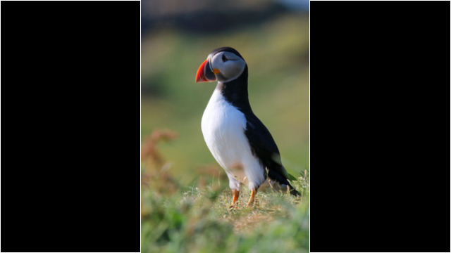Puffin on Lunga, Treshnish Isles Sea Kayak Treshnish Staffa Puffin
