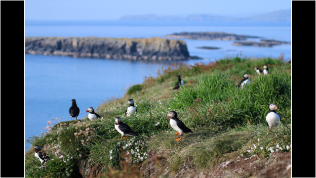 Puffins on Lunga, Treshnish Isles Sea Kayak Treshnish Staffa Puffin