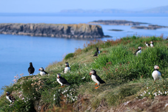 Puffins on Lunga, Treshnish Isles Sea Kayak Treshnish Staffa Puffin