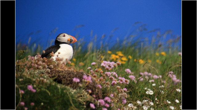 Puffin on Lunga, Treshnish Isles Treshnish Staffa Puffin