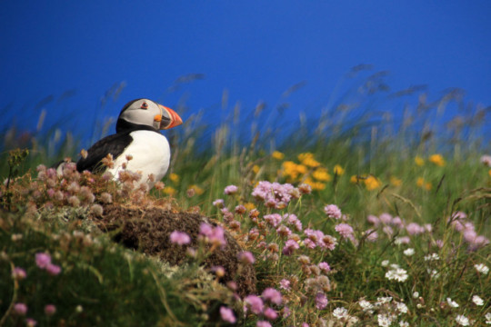 Puffin on Lunga, Treshnish Isles Treshnish Staffa Puffin