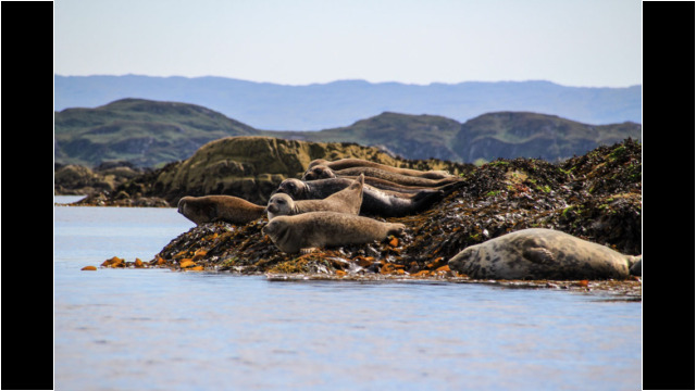 Common Seals on the Arisaig Skerries Morar Arisaig Seals