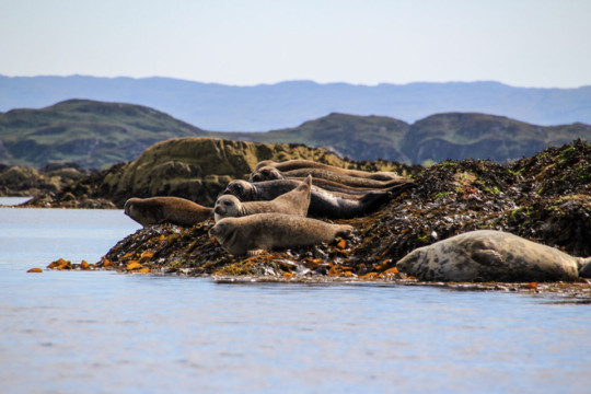 Common Seals on the Arisaig Skerries Morar Arisaig Seals