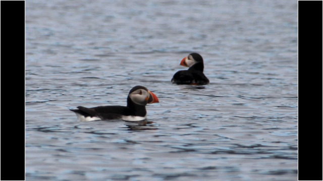 Ascrib Islands Puffins Sea Kayak Waternish Point Ascrib Islands Puffin Skye