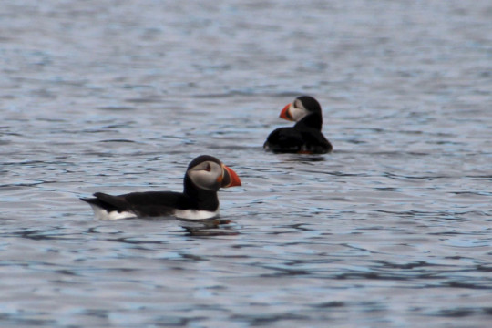 Ascrib Islands Puffins Sea Kayak Waternish Point Ascrib Islands Puffin Skye