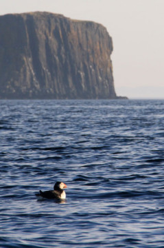 Lord Macdonald's Table & Puffin Sea Kayak Fladda-chuain Skye Puffin