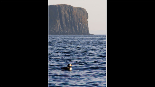 Lord Macdonald's Table & Puffin Sea Kayak Fladda-chuain Skye Puffin