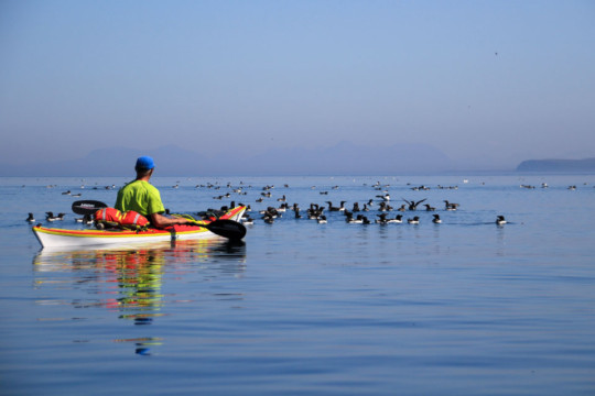 Guillemots at Fladda-chuain Sea Kayak Fladda-chuain Skye