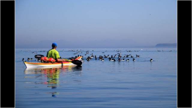Guillemots at Fladda-chuain Sea Kayak Fladda-chuain Skye