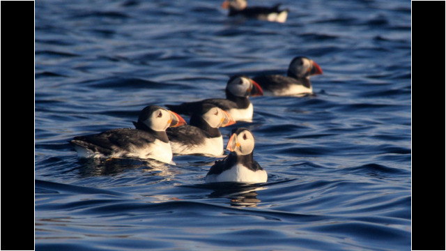Fladda-chuain Puffins Sea Kayak Fladda-chuain Skye Puffin