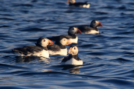 Fladda-chuain Puffins Sea Kayak Fladda-chuain Skye Puffin