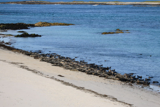 Grey Seals on Ceann Ear, Monach Islands Monach Islands Grey Seals Beach