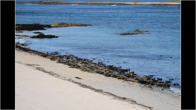 Grey Seals on Ceann Ear, Monach Islands Monach Islands Grey Seals Beach