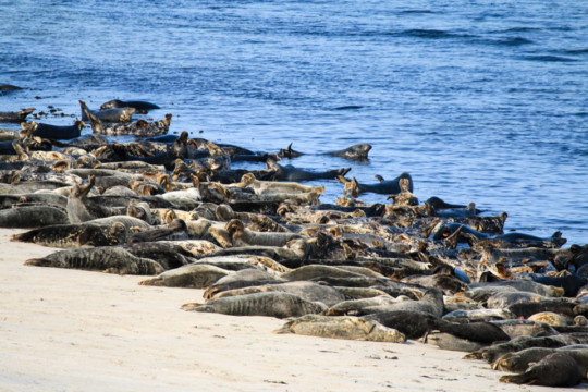 Grey Seals on Ceann Ear, Monach Islands Monach Islands Grey Seals Beach