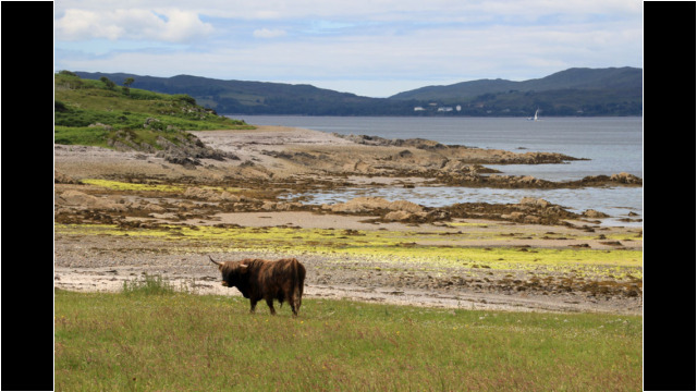 Highland Cow, Sound of Sleat Sound of Sleat Highland Cow