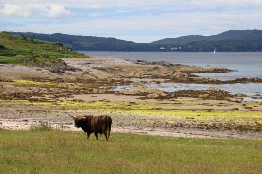 Highland Cow, Sound of Sleat Sound of Sleat Highland Cow