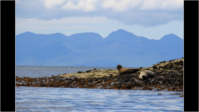 Common Seals, Sound of Sleat Sound of Sleat Seals