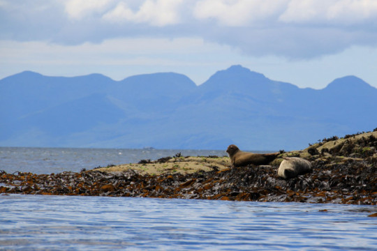 Common Seals, Sound of Sleat Sound of Sleat Seals