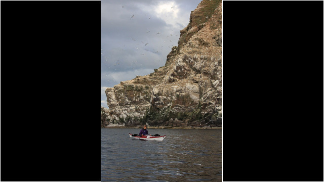 Troup Head Gannets Sea Kayak Troup Head Gannets