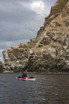 Troup Head Gannets Sea Kayak Troup Head Gannets