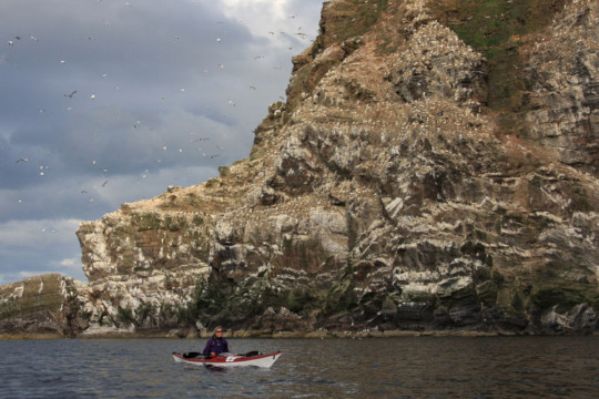 Troup Head Gannets Sea Kayak Troup Head Gannets