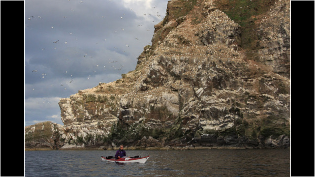 Troup Head Gannets Sea Kayak Troup Head Gannets