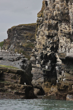 Sea birds & cliffs north of Collieston Sea Kayak Port Errol to Collieston