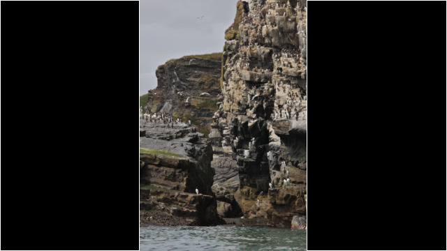 Sea birds & cliffs north of Collieston Sea Kayak Port Errol to Collieston