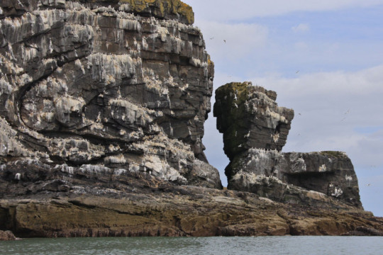 Birdlife north of Collieston Port Errol to Collieston