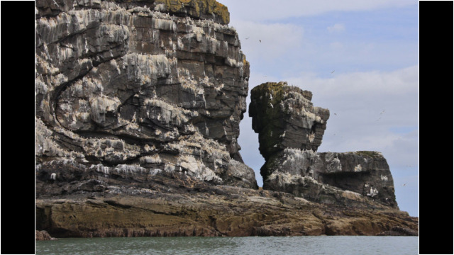 Birdlife north of Collieston Port Errol to Collieston