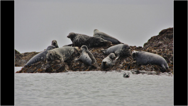 Seals on The Scares Sea Kayak Port Errol to Collieston Seal