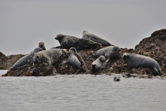 Seals on The Scares Sea Kayak Port Errol to Collieston Seal