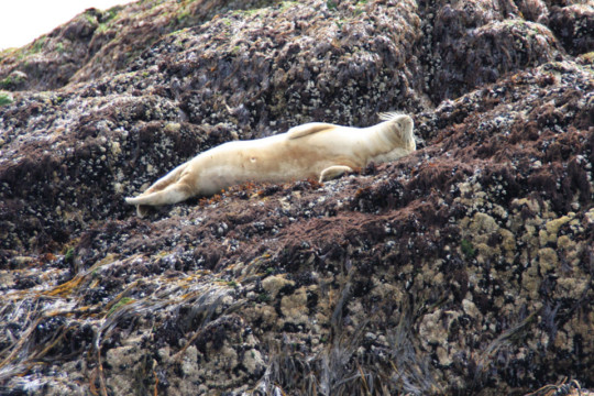 Young Grey Seal on The Scares Sea Kayak Port Errol to Collieston Seal
