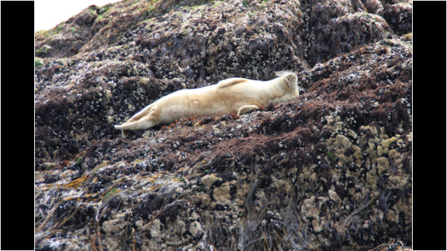 Young Grey Seal on The Scares Sea Kayak Port Errol to Collieston Seal
