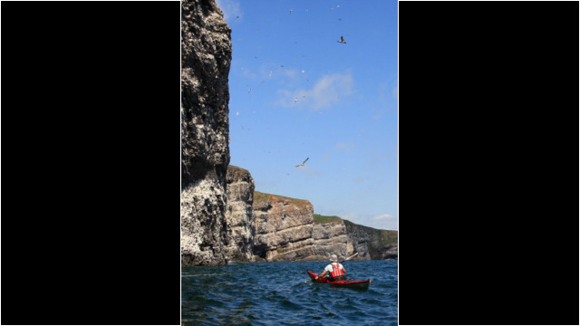 Fowlsheugh Cliffs Sea Kayak Stonehaven to Inverbervie Fowlsheugh