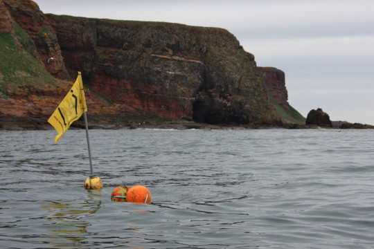 Red Head Scurdie Ness Red Head