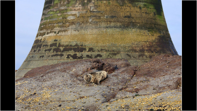 Bell Rock Seal Sea Kayak Bell Rock Seal