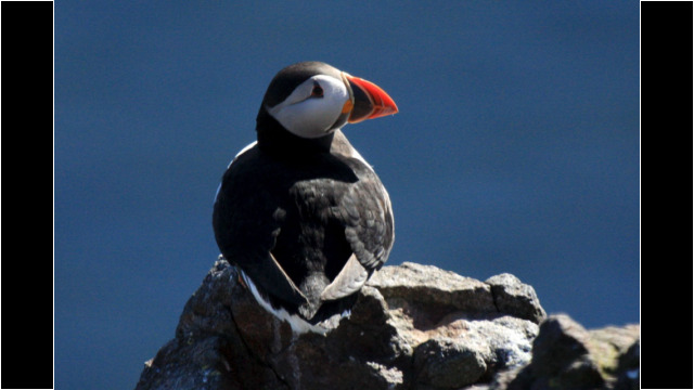 Puffin Isle of May Puffin