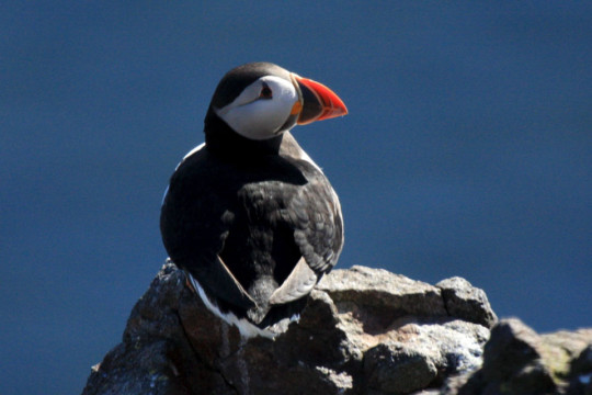 Puffin Isle of May Puffin