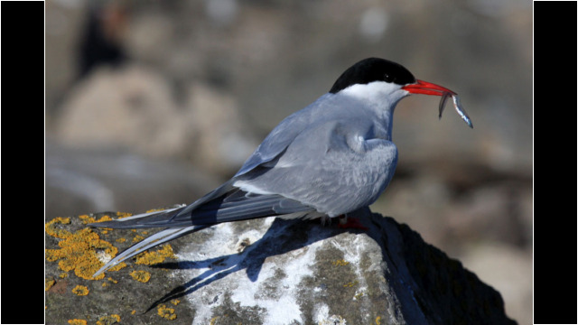 Arctic Tern Isle of May Arctic Tern