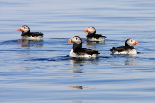 Isle of May Puffins Isle of May Puffins