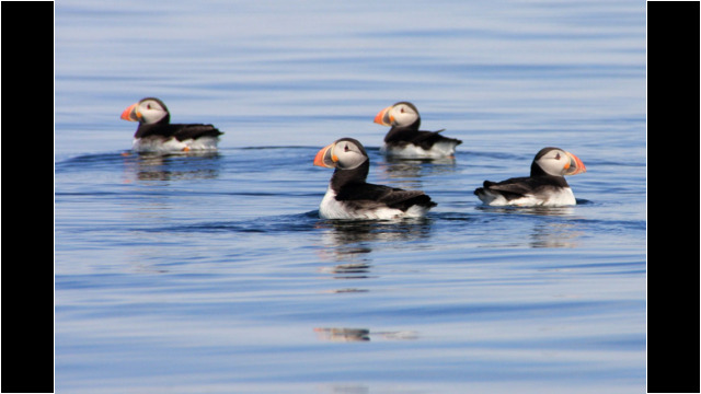 Isle of May Puffins Isle of May Puffins